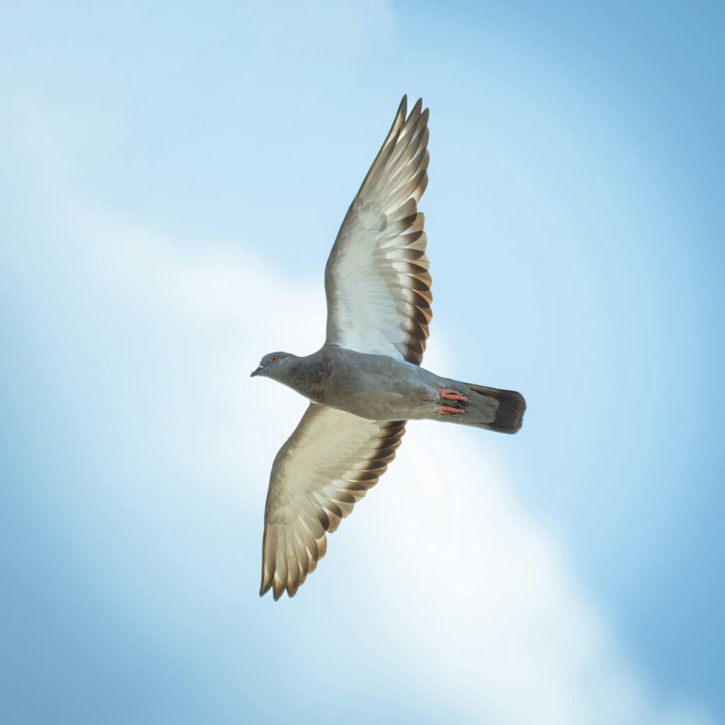 Bird of peace